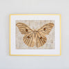 Wild Silk Moth - Natural
