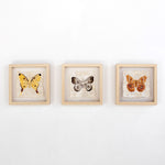Fair Trade Handmade Ethically Sourced Madagascar Silk Moth Butterfly Set of Three Wall Art Wall Decor 