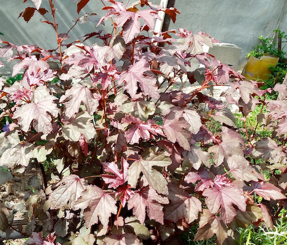 Farming the Plant Dye at the SEPALI Garden