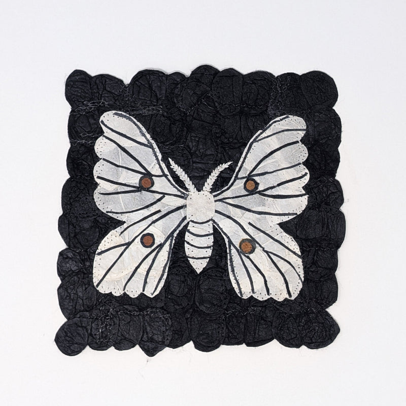 Ceranchia apollina moth on black background by Tanana Madagascar.