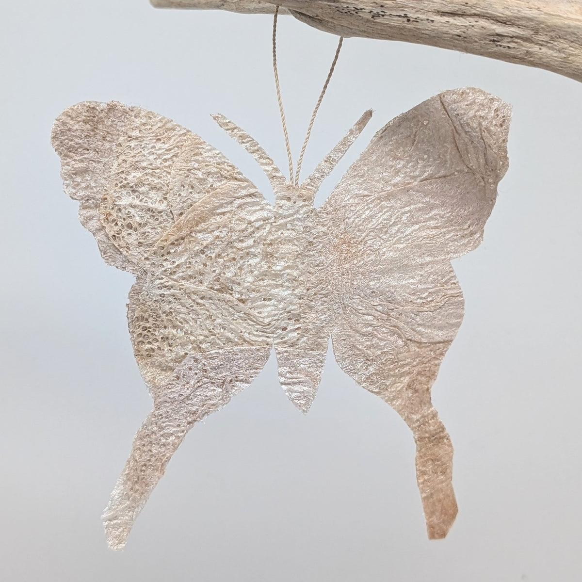 Madagascar Silk Moth Ornament - Argema
