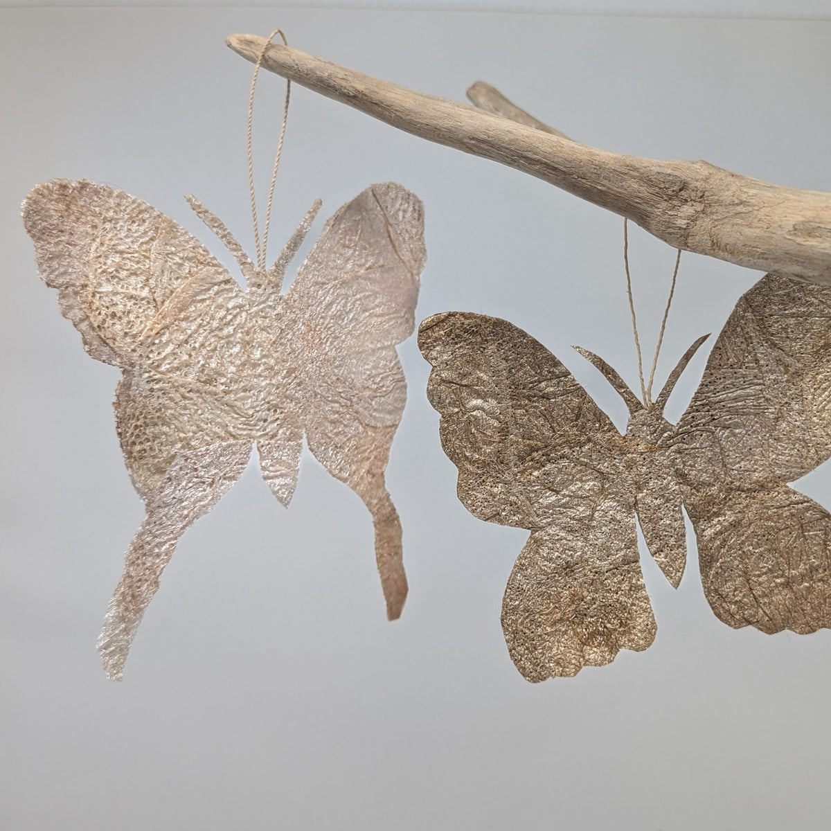 Madagascar Silk Moth Ornament - Argema