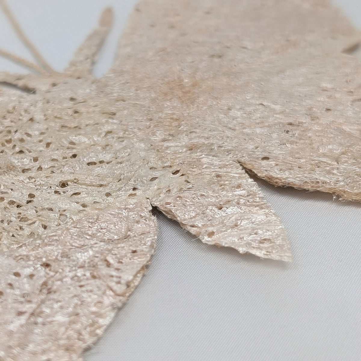 Madagascar Silk Moth Ornament - Argema