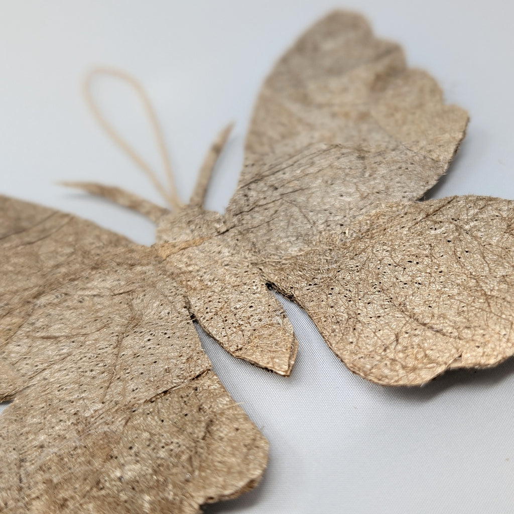 Undyed golden wild silk moth holiday ornament, handmade, fair trade, 6x5", ceranchia apollina