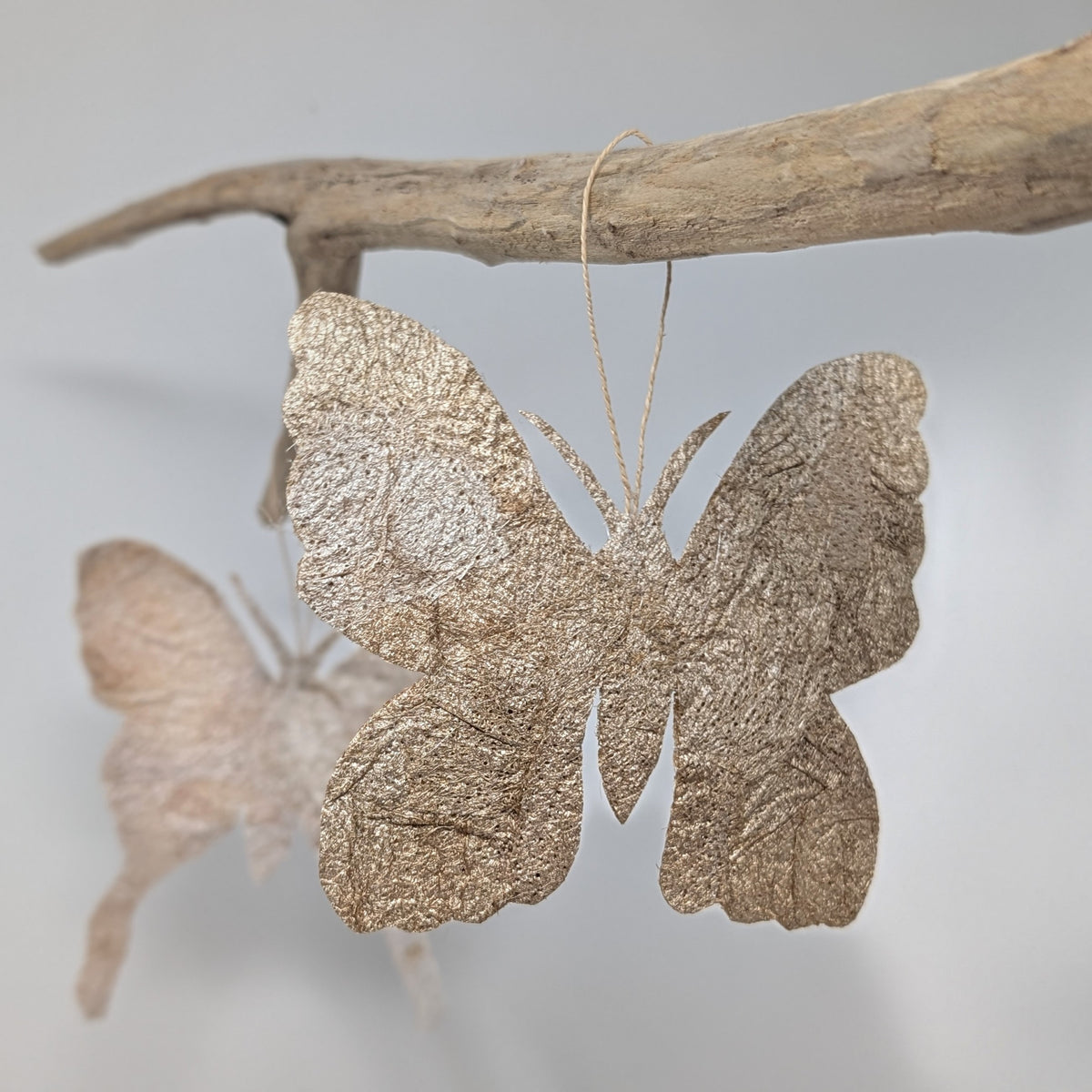 Madagascar Silk Moth Ornament - Ceranchia